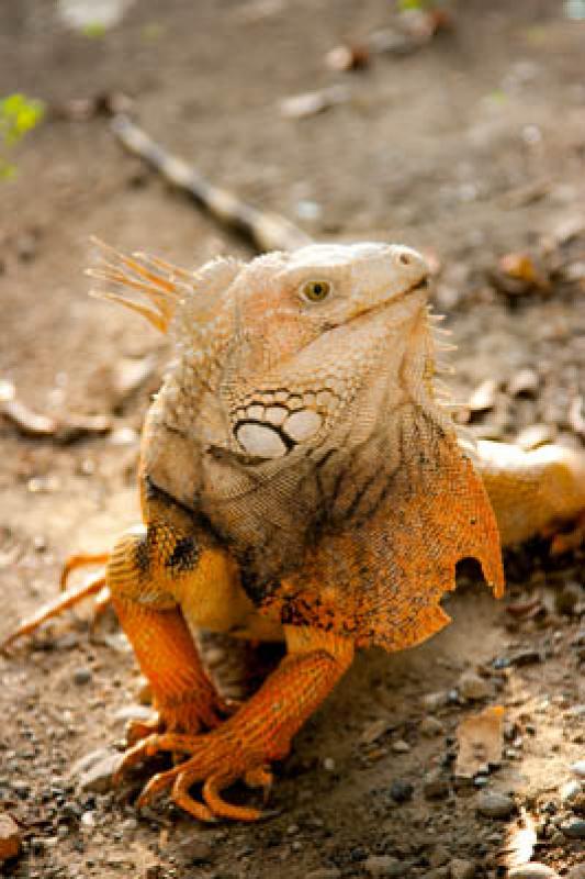 Iguana iguana