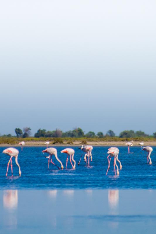 Flamencos en Delta Rio Rhône, Francia, Europa Occ...