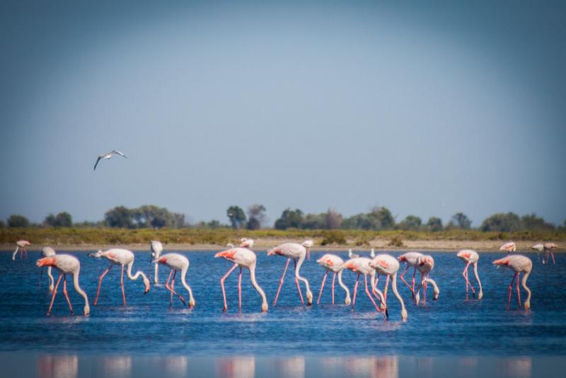 Flamencos en Delta Rio Rhône, Francia, Europa Occ...