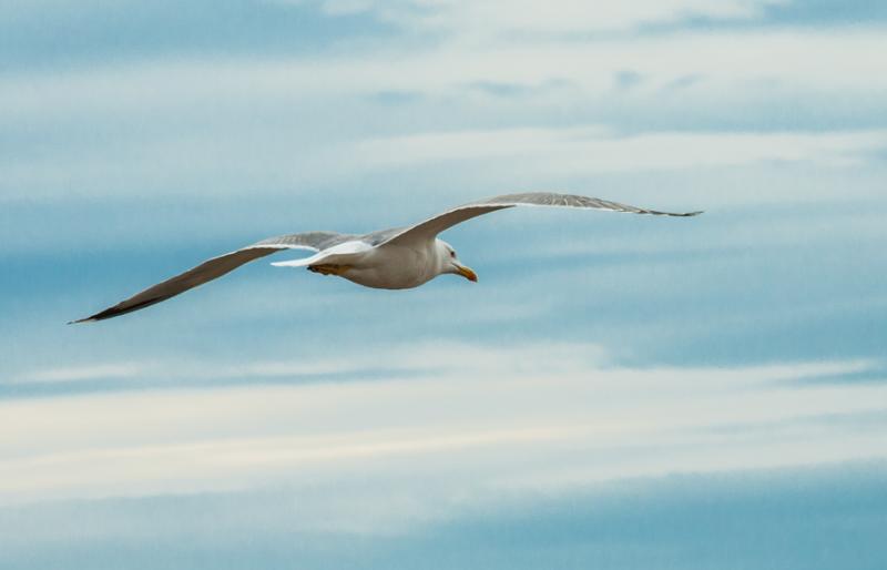 Gaviota Cabecigris, Montjuic, Barcelona, Cataluña...