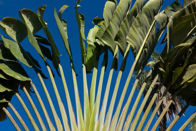 Ravenala madagascariensis