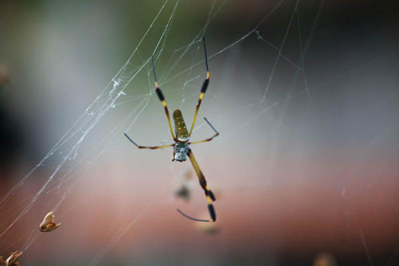 Nephila clavipes