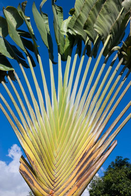 Ravenala madagascariensis