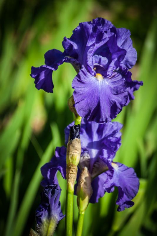 Iris Germanica, Montjuic, Barcelona, Cataluña, Es...