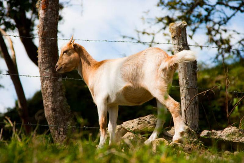 Capra aegagrus hircus