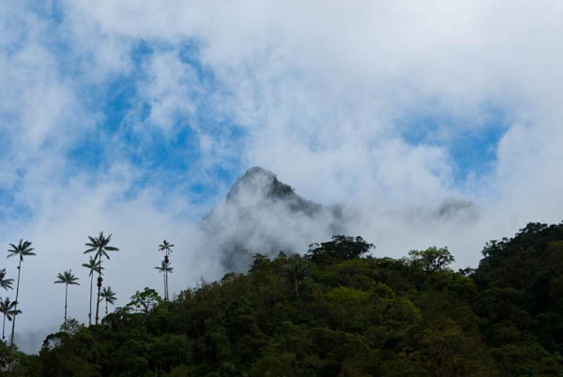 Valle del Cocora, Salento, Quindio, Armenia, Colom...