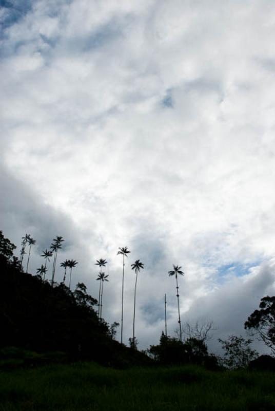 Valle del Cocora, Salento, Quindio, Armenia, Colom...