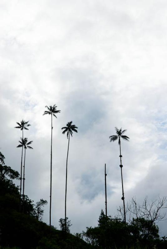 Valle del Cocora, Salento, Quindio, Armenia, Colom...