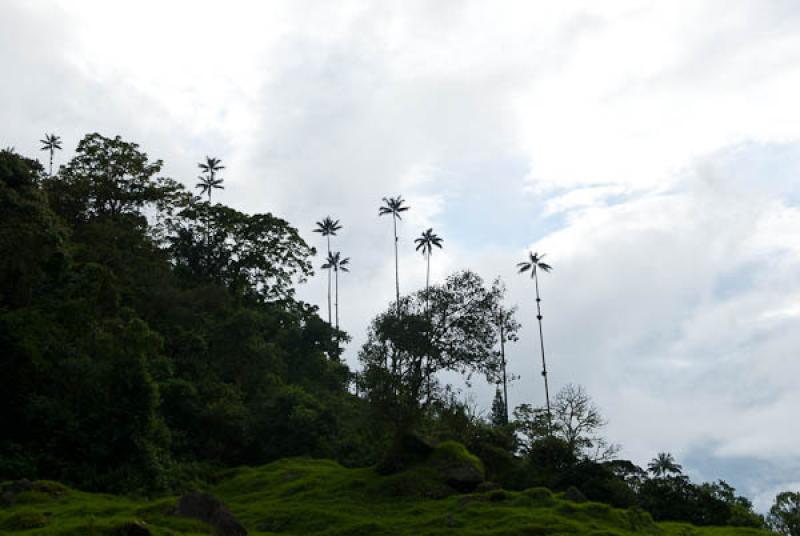 Valle del Cocora, Salento, Quindio, Armenia, Colom...