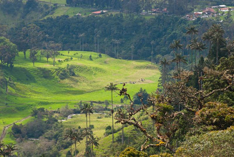 Valle del Cocora, Salento, Quindio, Armenia, Colom...