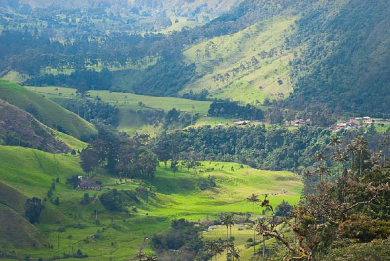 Valle del Cocora, Salento, Quindio, Armenia, Colom...