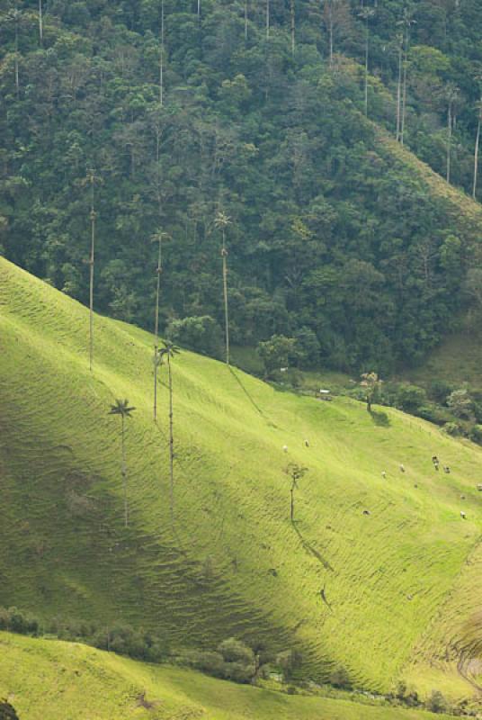 Valle del Cocora, Salento, Quindio, Armenia, Colom...