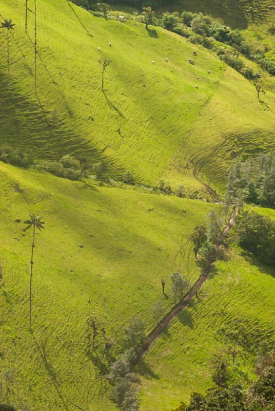 Valle del Cocora, Salento, Quindio, Armenia, Colom...