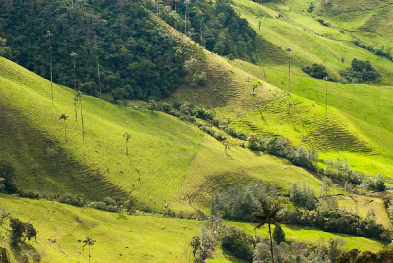 Valle del Cocora, Salento, Quindio, Armenia, Colom...