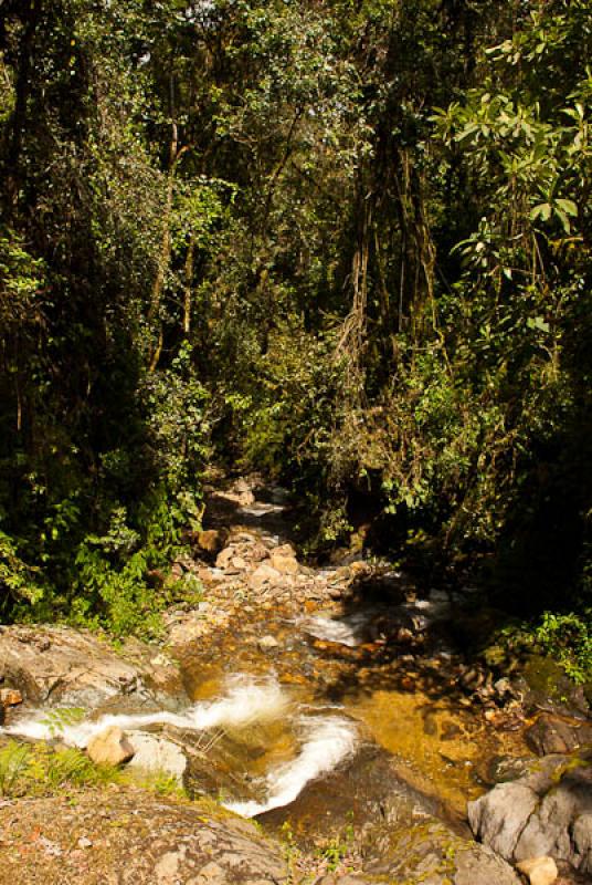 Bosque de Niebla, Reserva Natural Acaime, Salento,...