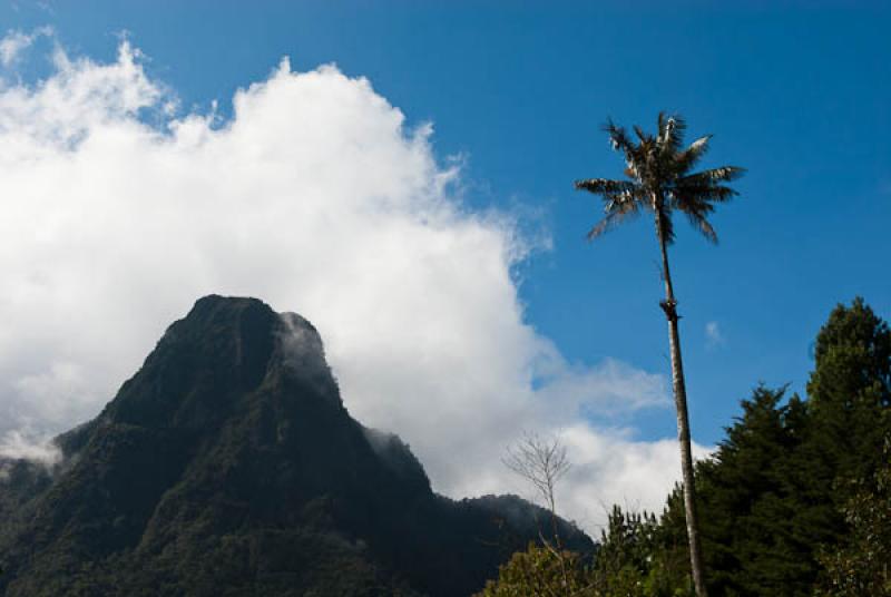 Valle del Cocora, Salento, Quindio, Armenia, Colom...