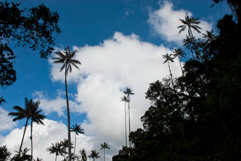 Valle del Cocora, Salento, Quindio, Armenia, Colom...