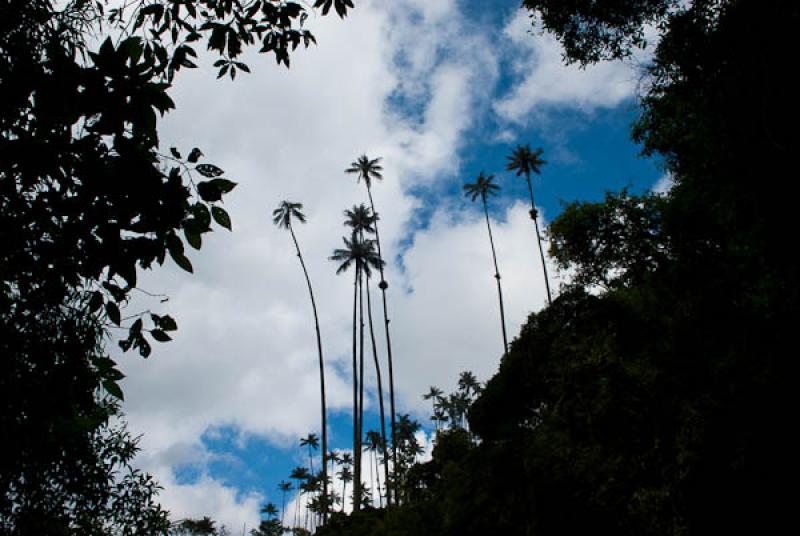 Valle del Cocora, Salento, Quindio, Armenia, Colom...