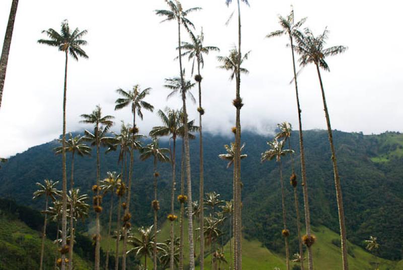 Valle del Cocora, Salento, Quindio, Armenia, Colom...