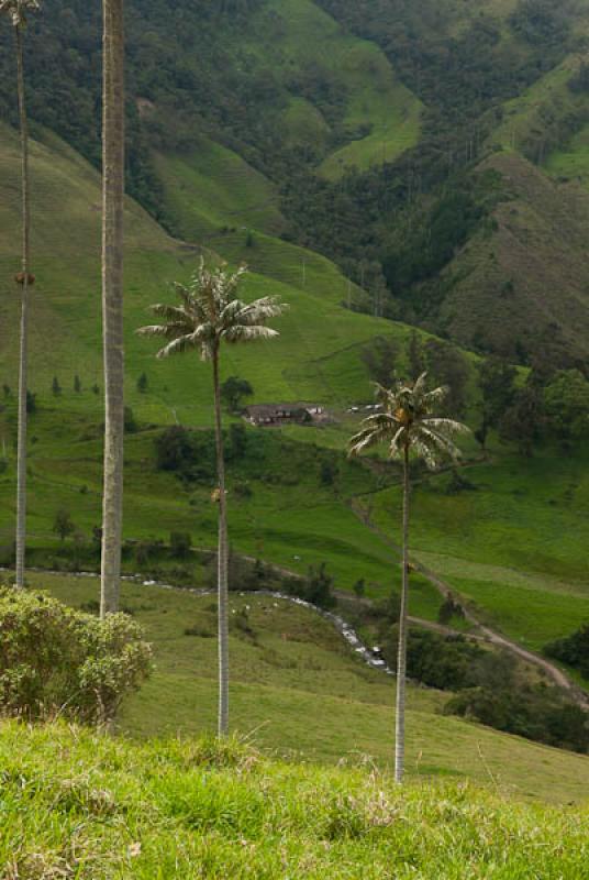 Valle del Cocora, Salento, Quindio, Armenia, Colom...