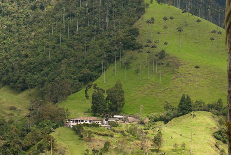 Valle del Cocora, Salento, Quindio, Armenia, Colom...