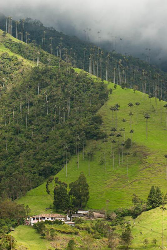 Valle del Cocora, Salento, Quindio, Armenia, Colom...