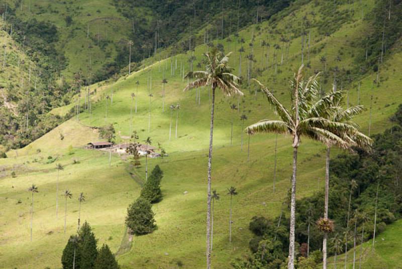 Valle del Cocora, Salento, Quindio, Armenia, Colom...