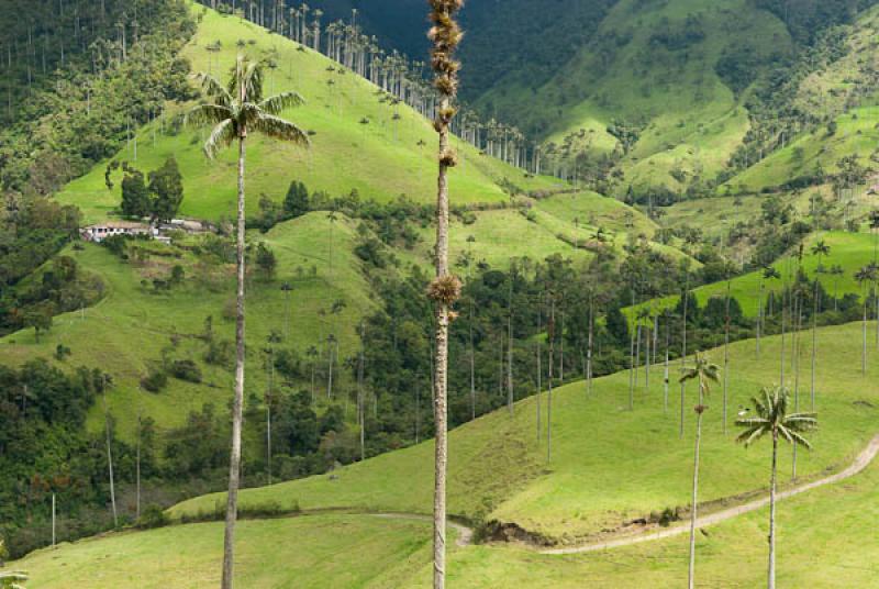 Valle del Cocora, Salento, Quindio, Armenia, Colom...