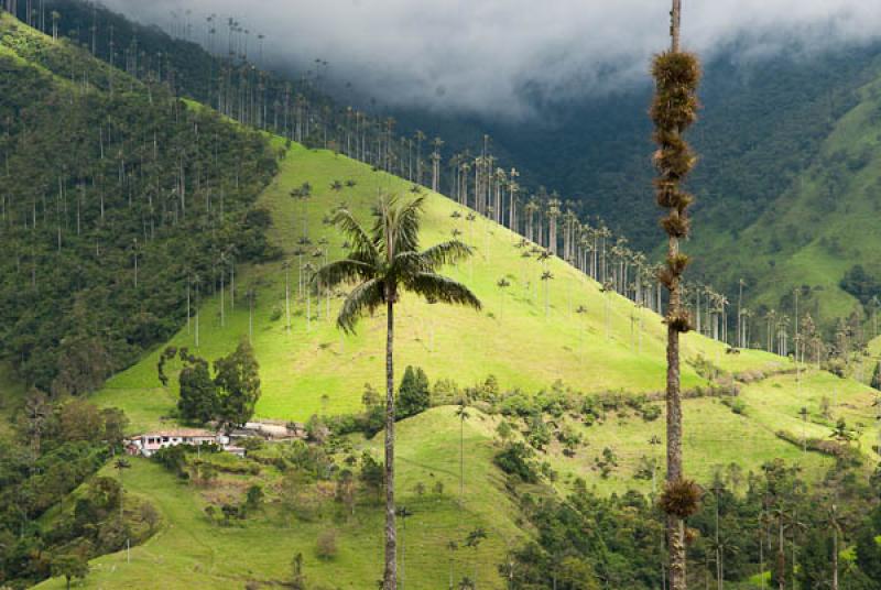 Valle del Cocora, Salento, Quindio, Armenia, Colom...