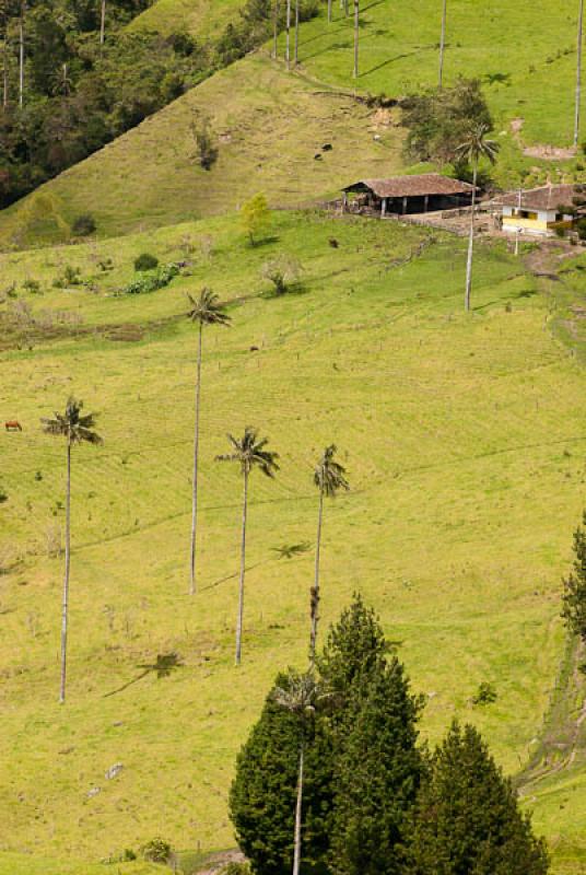 Valle del Cocora, Salento, Quindio, Armenia, Colom...