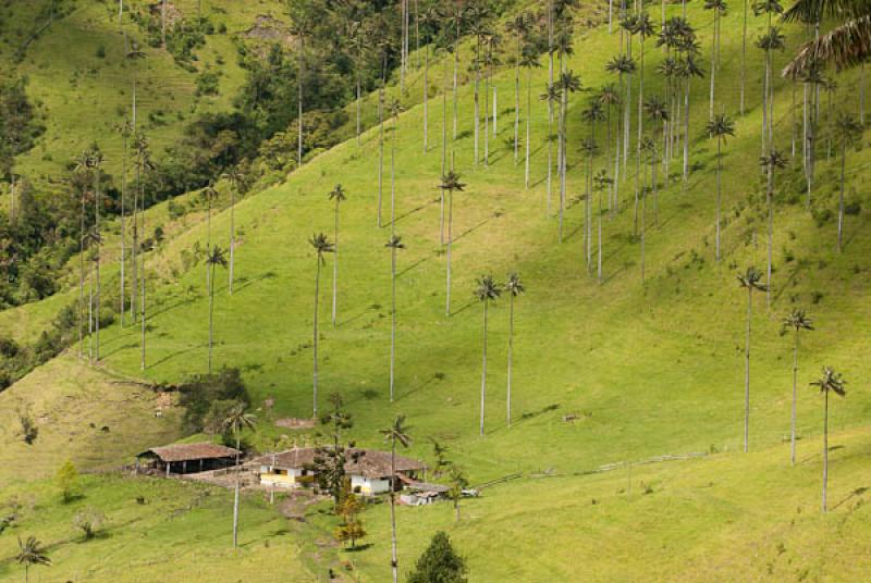 Valle del Cocora, Salento, Quindio, Armenia, Colom...