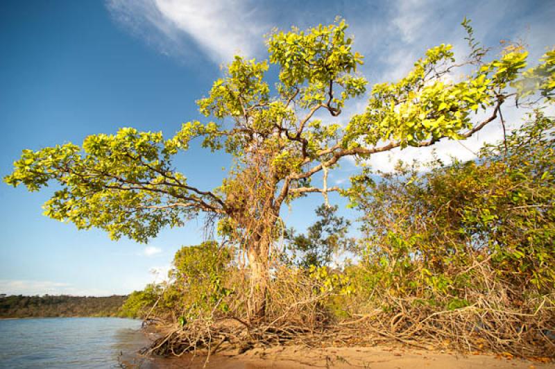 Rio Amazonas, Belterra, Brasil, Brasilia, Sur Amer...