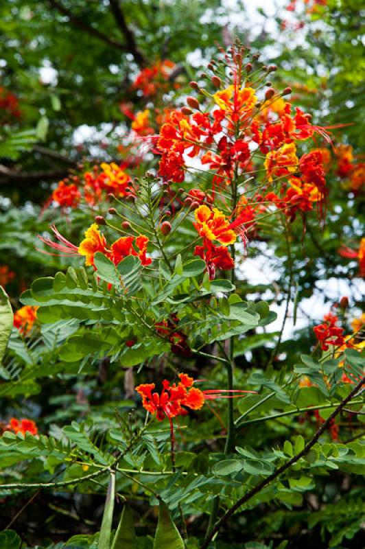 Caesalpinia pulcherrima