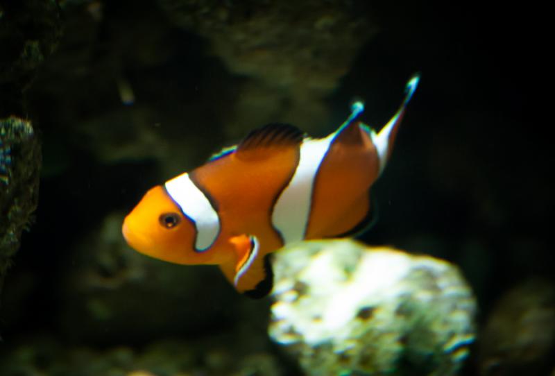 Pez Payaso en el Acuario en el Oceanario de Lisboa...