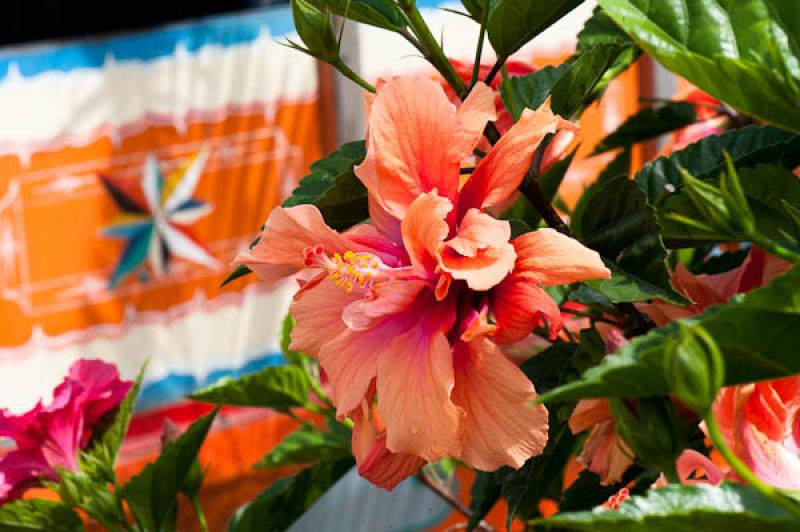 Hibiscus