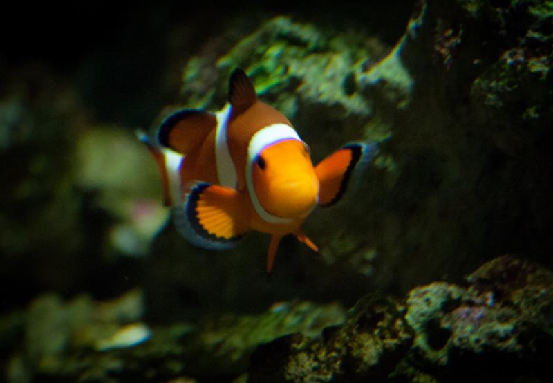 Pez Payaso en el Acuario en el Oceanario de Lisboa...