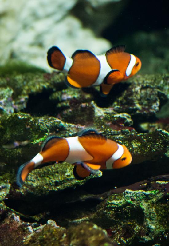 Peces Payaso en el Acuario en el Oceanario de Lisb...