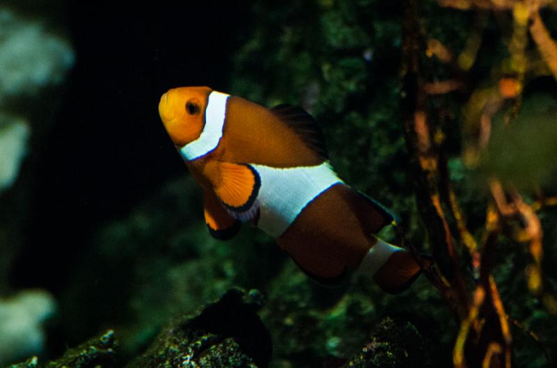 Pez Payaso en el Acuario en el Oceanario de Lisboa...