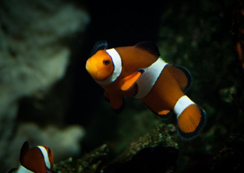 Pez Payaso en el Acuario en el Oceanario de Lisboa...