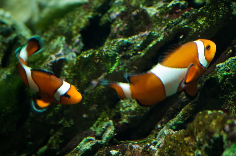 Peces Payaso en el Acuario en el Oceanario de Lisb...