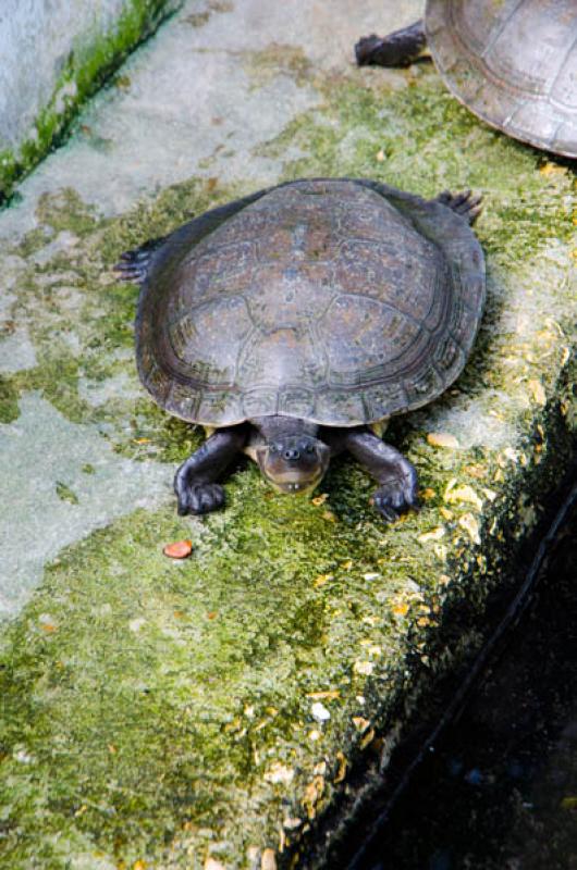 Zooparque los Caimanes, Cordoba, Monteria, Colombi...