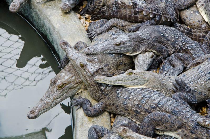 Zooparque los Caimanes, Cordoba, Monteria, Colombi...