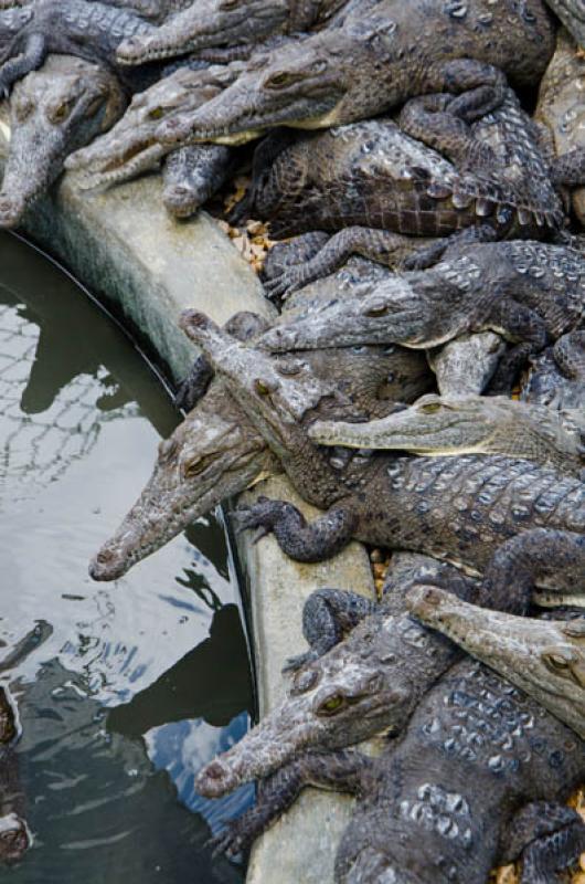 Zooparque los Caimanes, Cordoba, Monteria, Colombi...