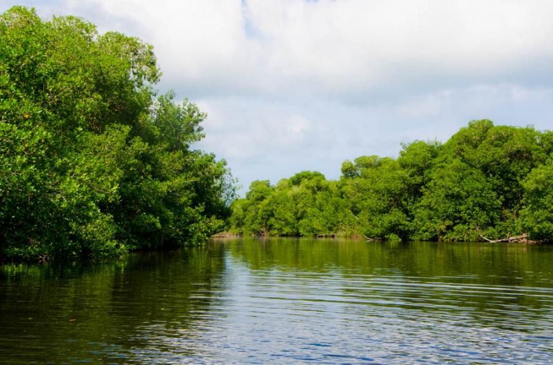 Manglar de Bahia de Cispata, San Antero, Cordoba, ...