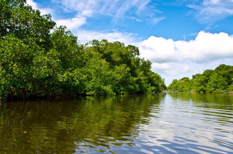 Manglar de Bahia de Cispata, San Antero, Cordoba, ...