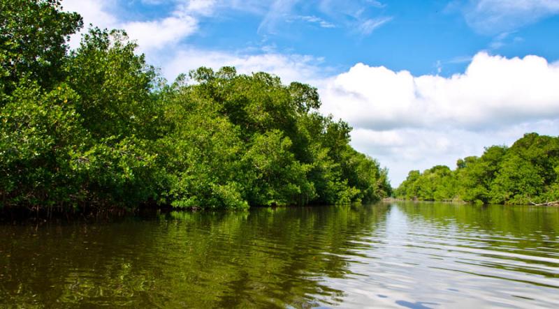 Manglar de Bahia de Cispata, San Antero, Cordoba, ...