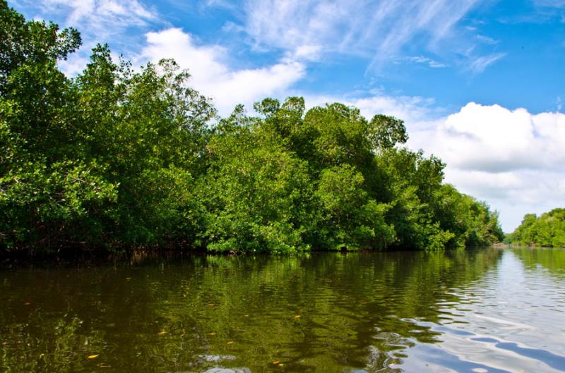 Manglar de Bahia de Cispata, San Antero, Cordoba, ...