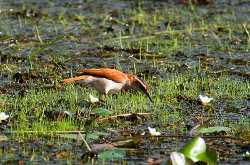 Mimus saturninus, Lago de Maica, Santarem, Para, B...