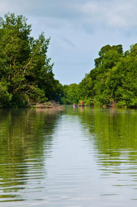 Pescadores en el Manglar de Bahia de Cispata, San ...