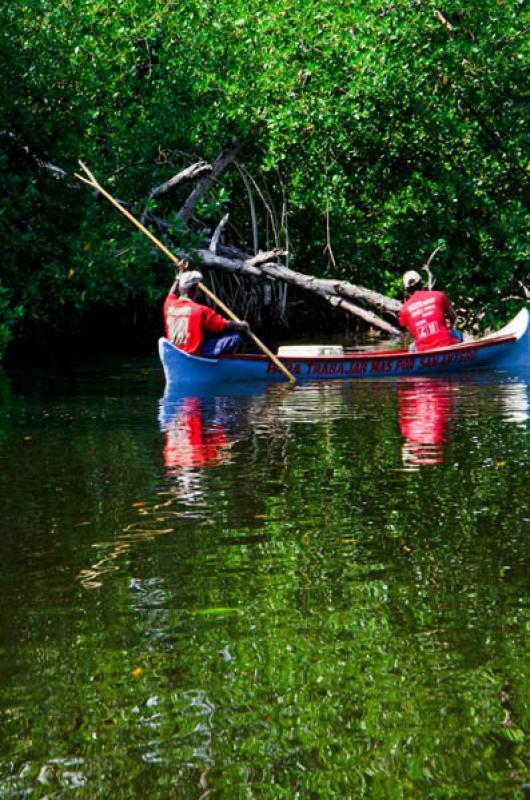 Pescadores en el Manglar de Bahia de Cispata, San ...